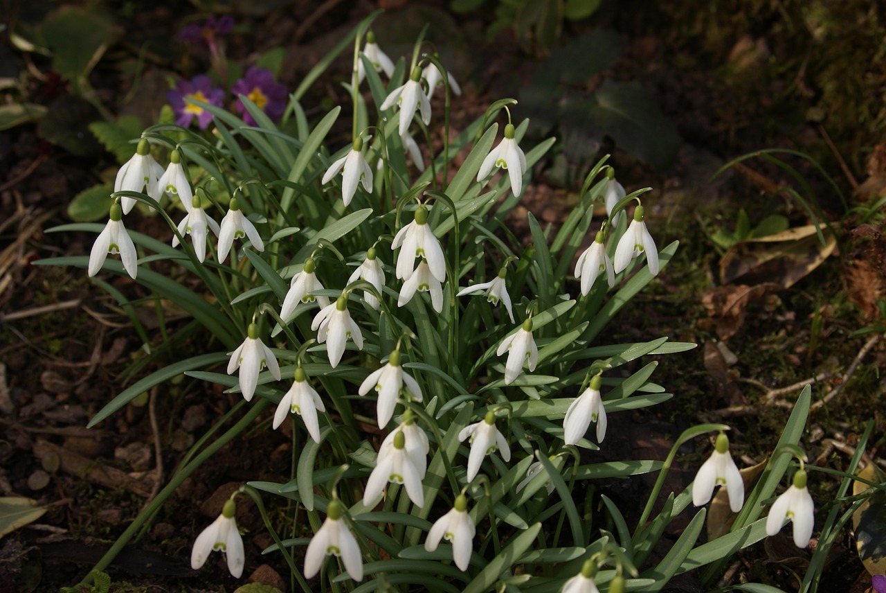 Image - snowdrop flower spring white