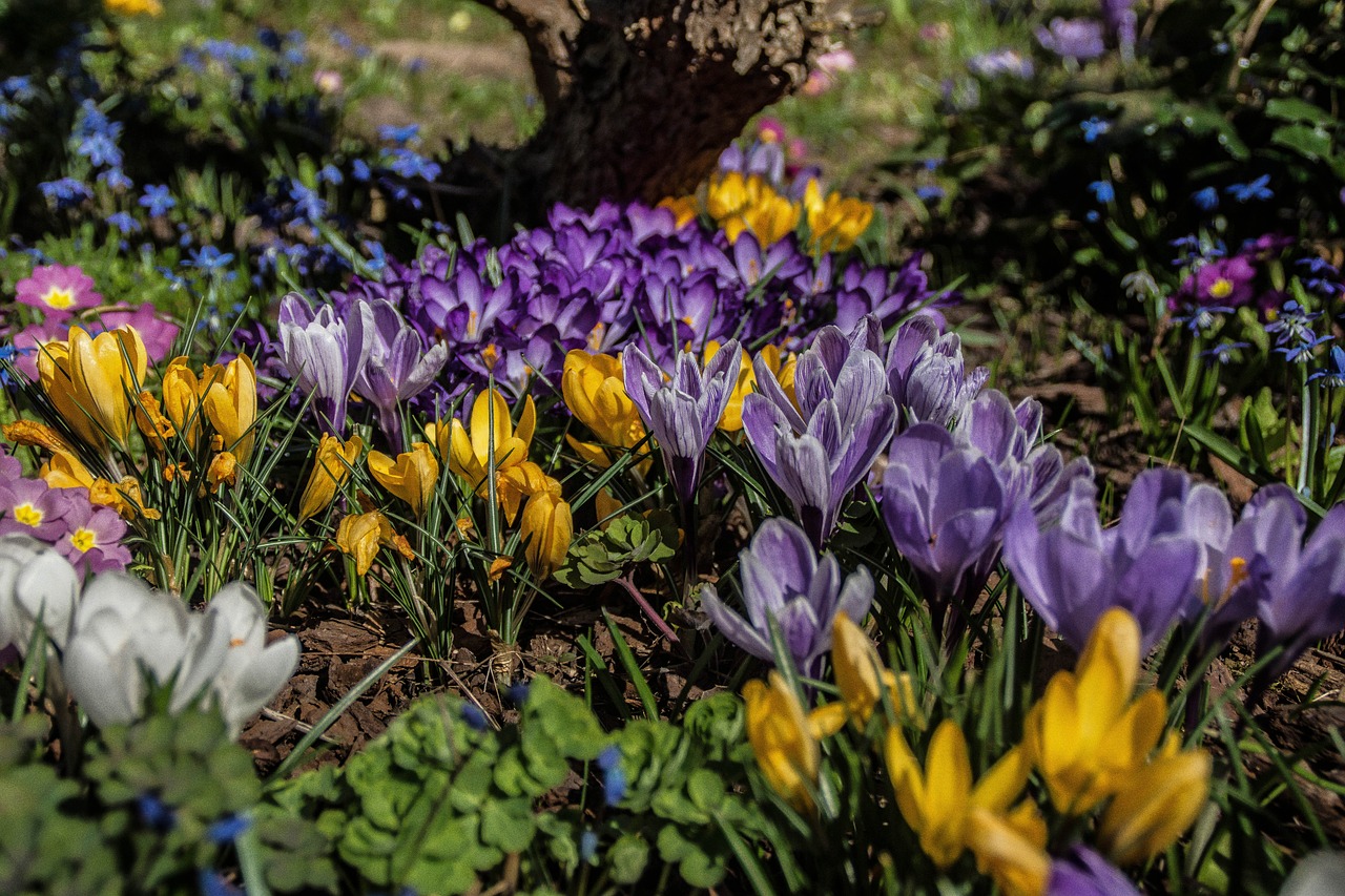 Image - crocus early bloomer spring