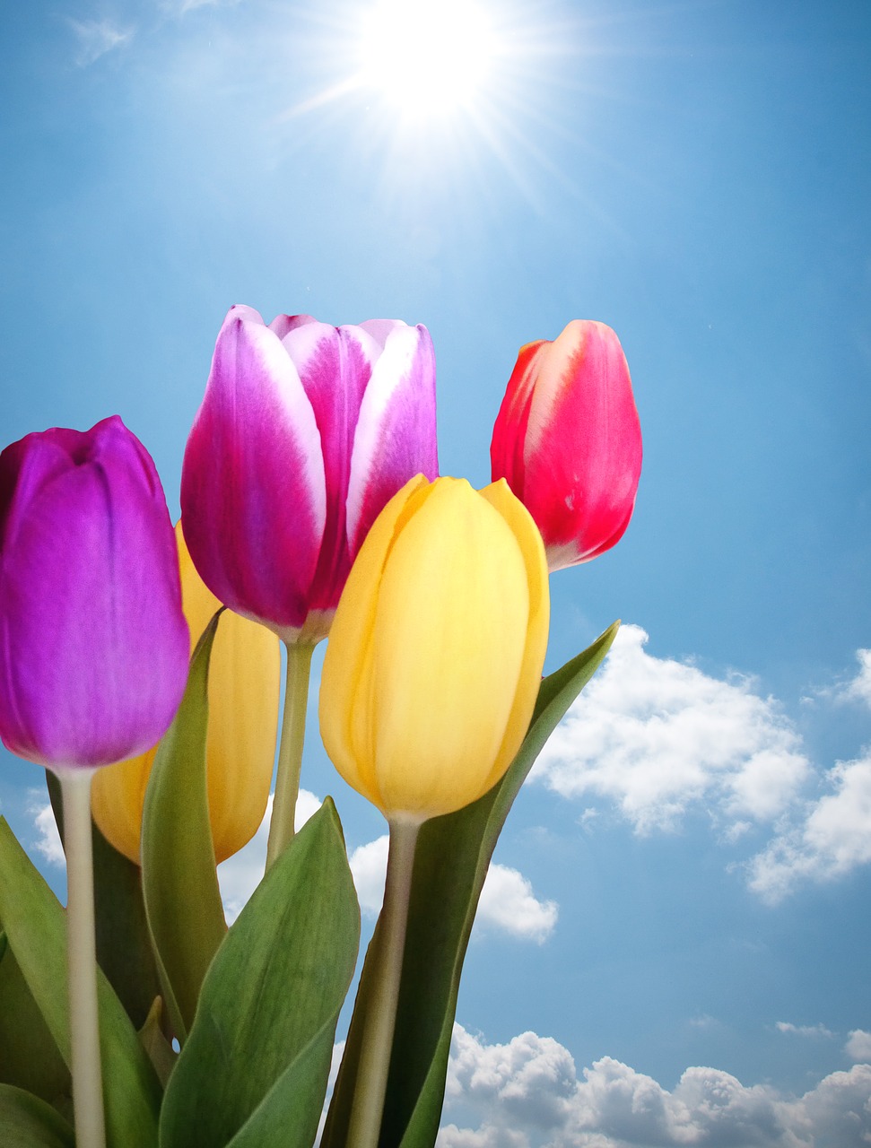 Image - tulips spring colorful sky sun