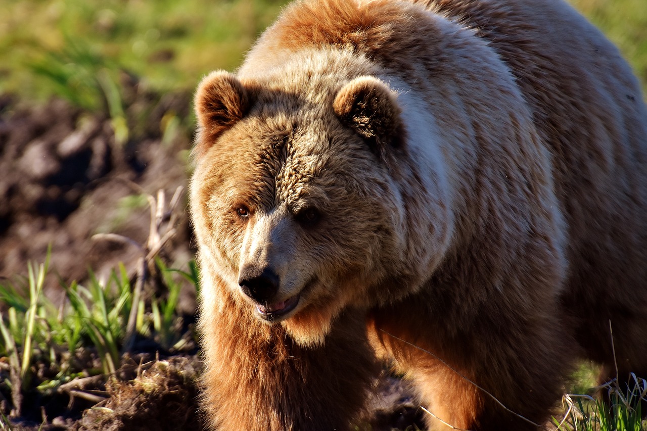 Image - european brown bear wild animal