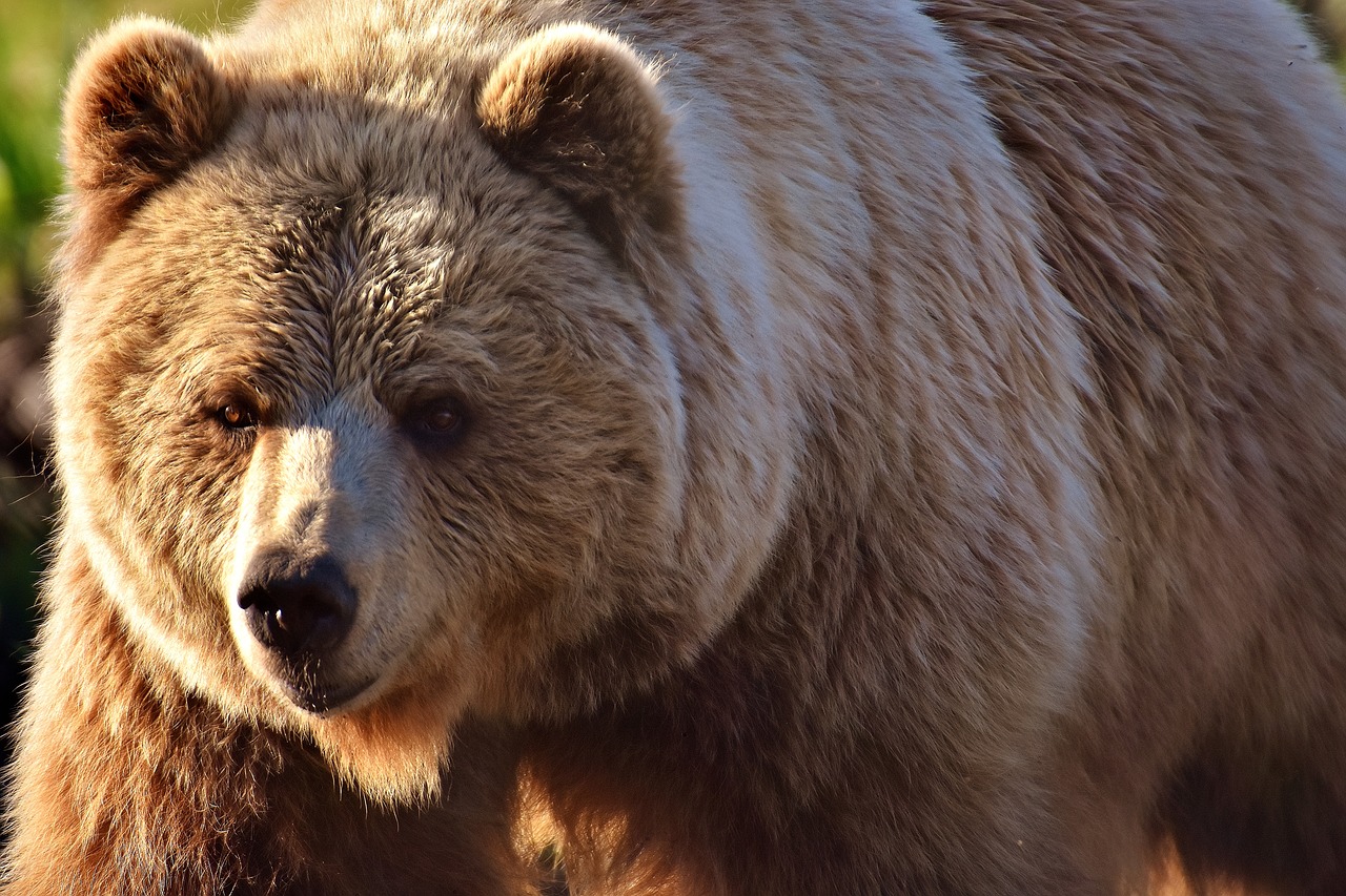 Image - european brown bear wild animal