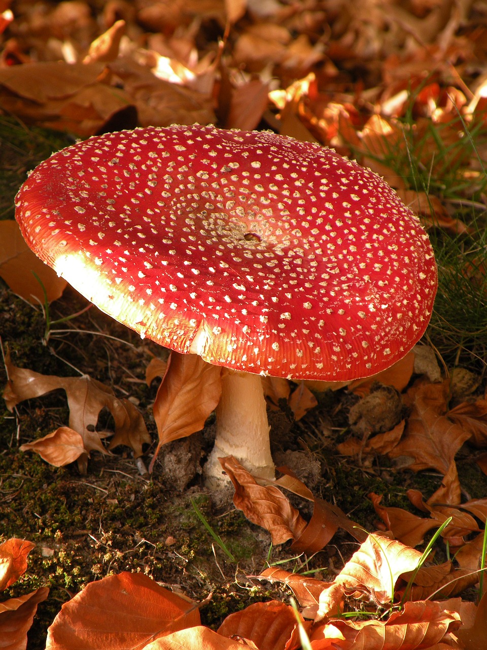 Image - mushroom nature autumn forest