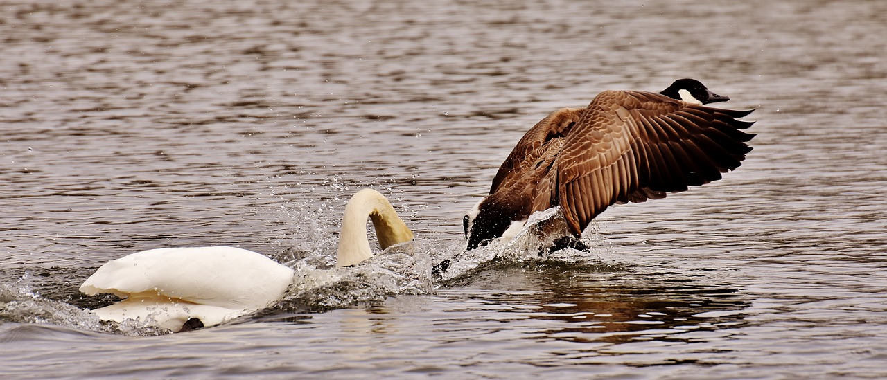 Image - swan bite wild goose argue