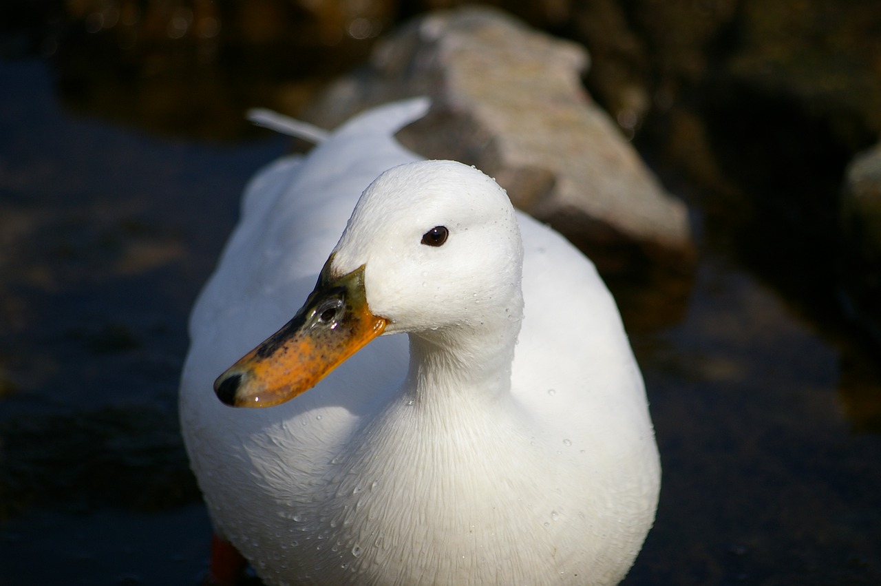 Image - mallard white albino seabird odd