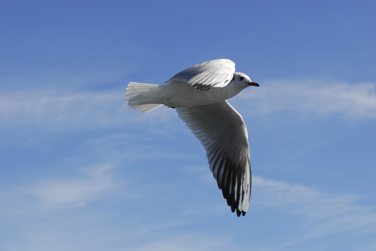 Image - movement fly weightless ease birds