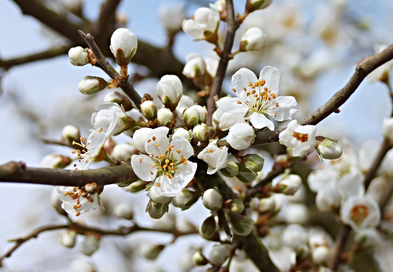 Image - blackthorn sloes black thorn flower