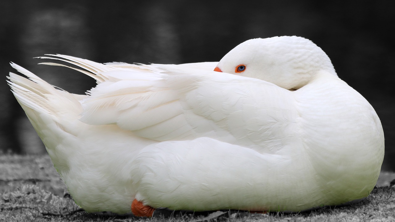 Image - goose spring animal bird wild