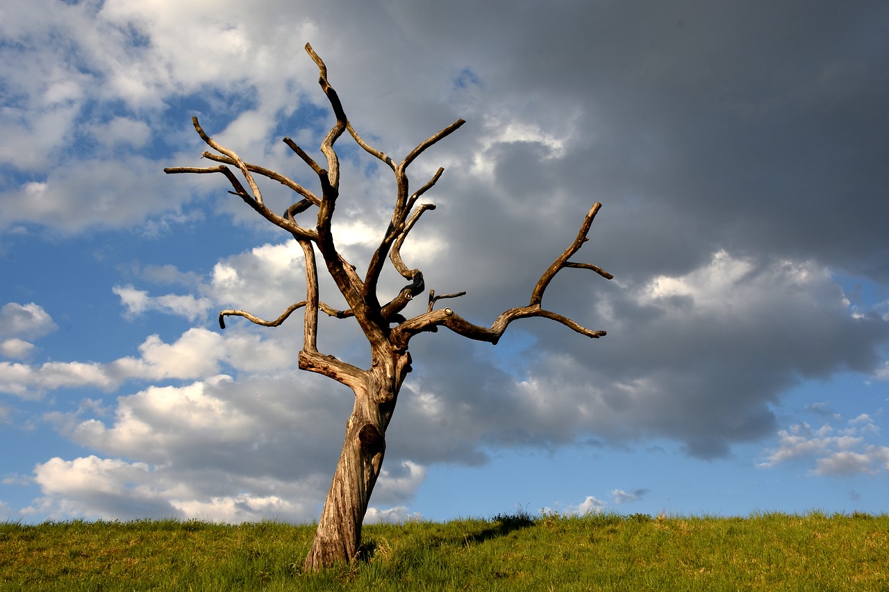 Image - tree skeleton clouds meadow tree