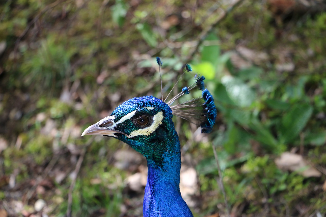 Image - peacock montemor zoo