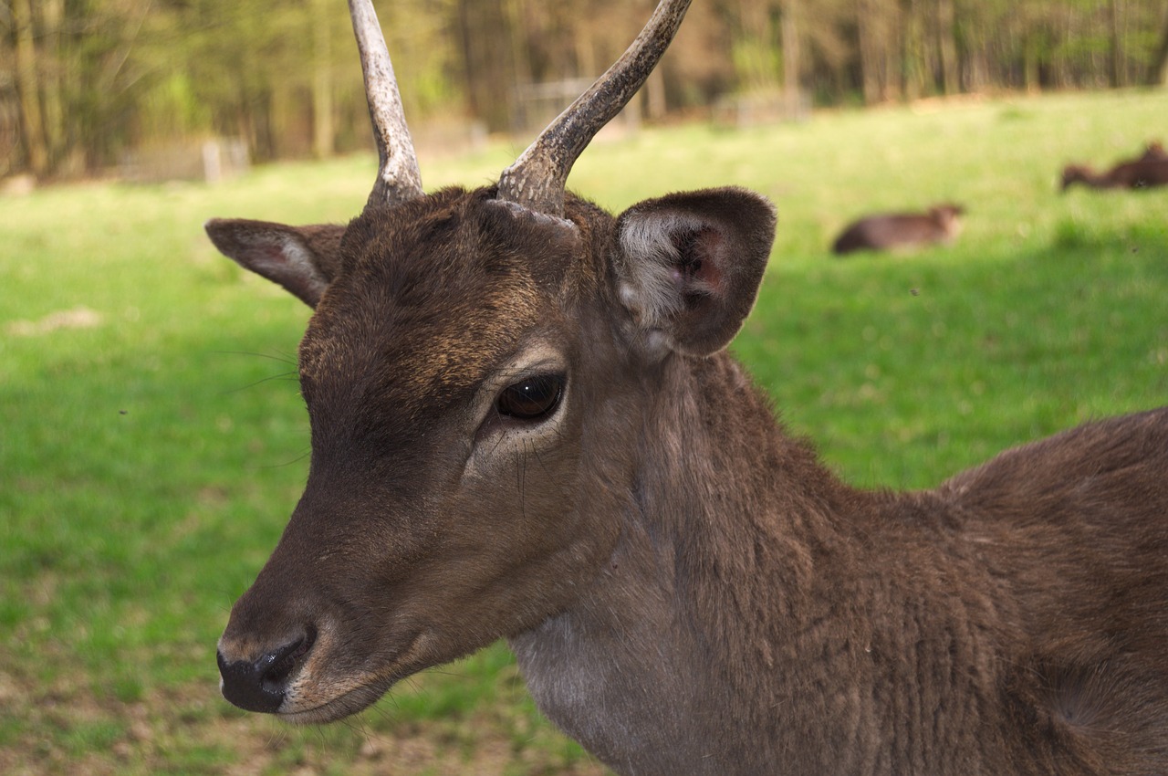 Image - roe deer wild eye animal