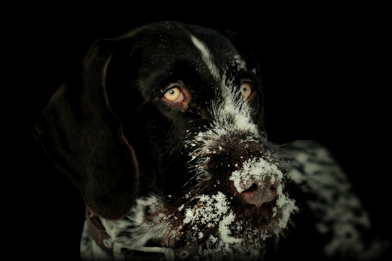 Image - dog animal german wirehaired