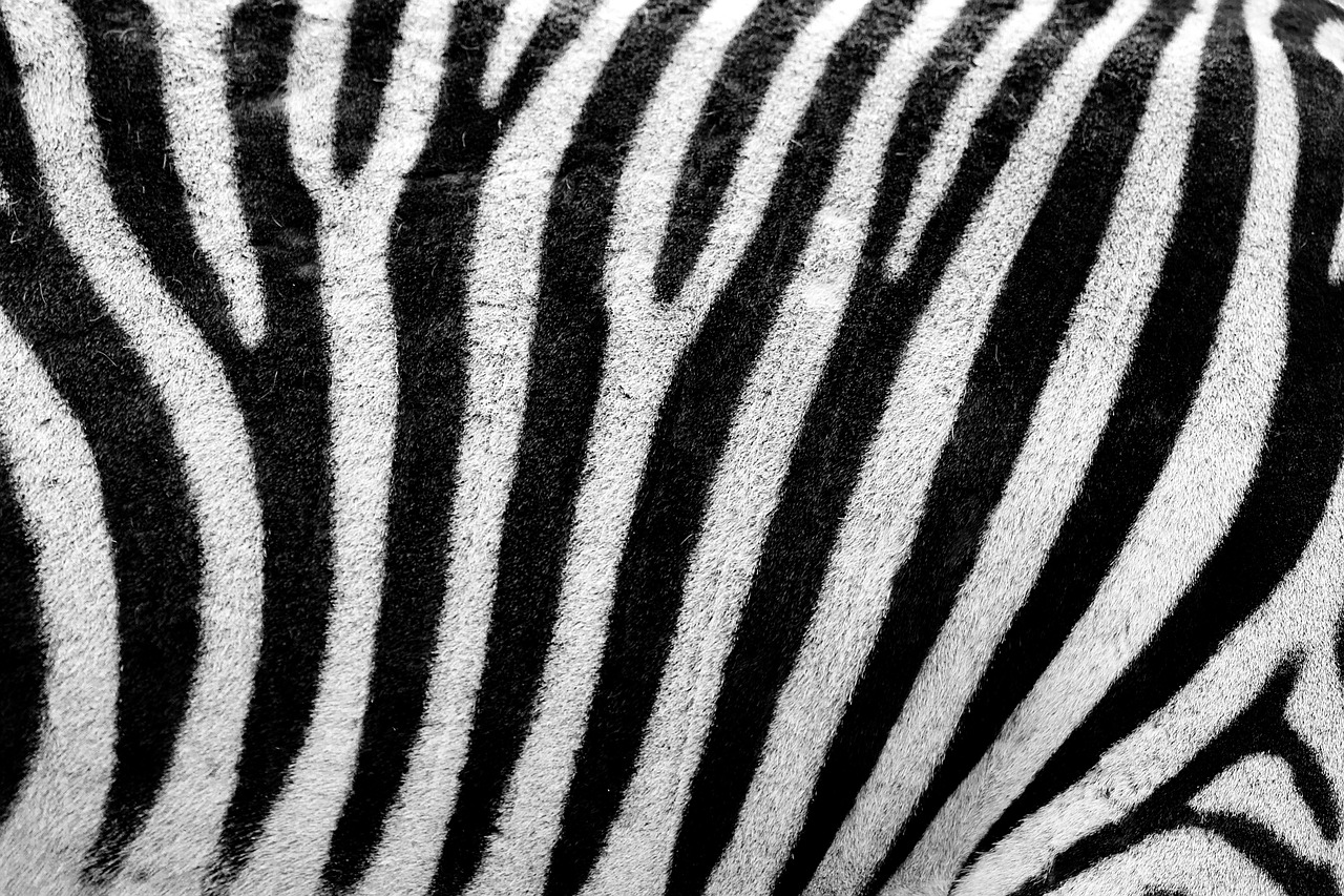 Image - abstract africa animal background