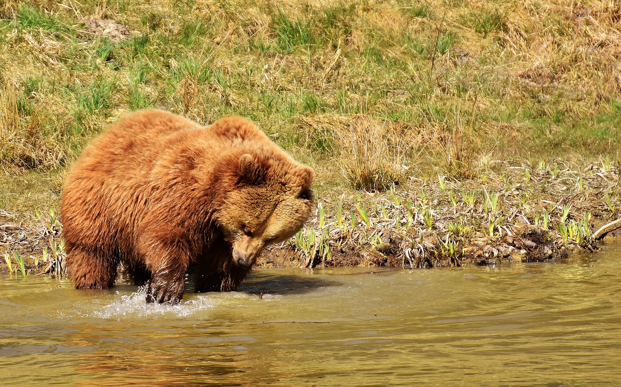 Image - european brown bear wild animal