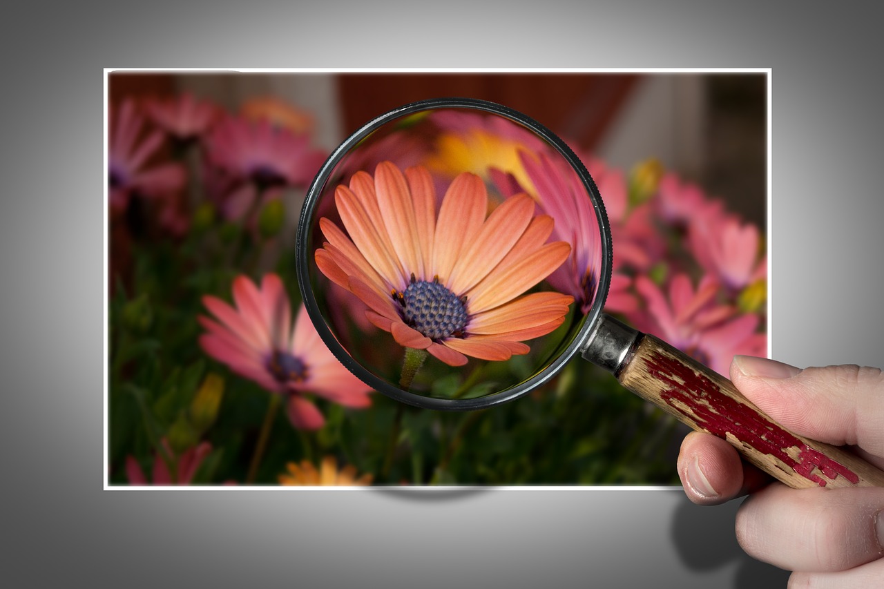 Image - flower osteospermum nature garden