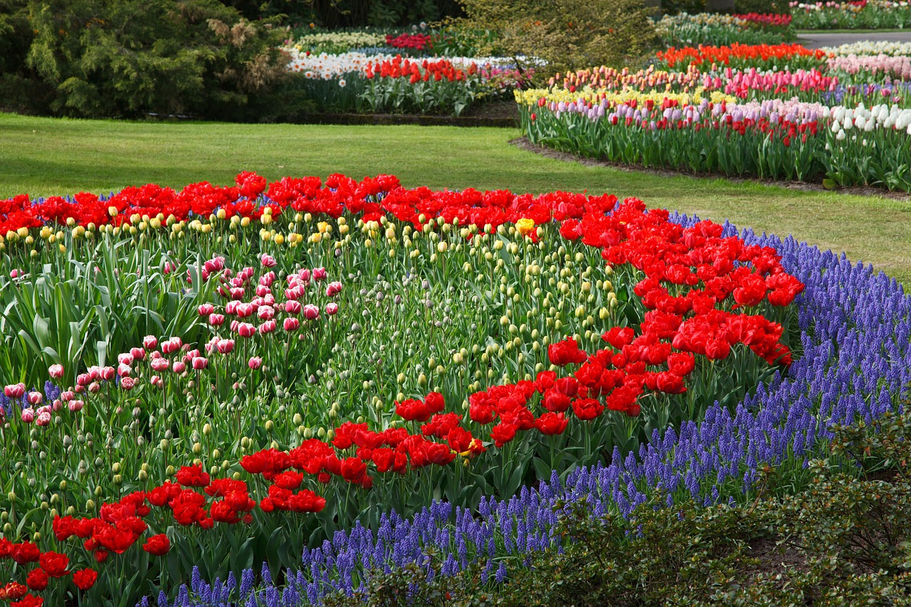Image - tulips tulip flower bed red