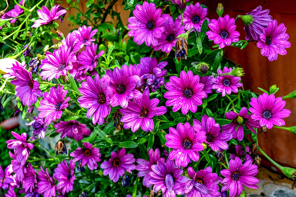 Image - purple daisies purple flower