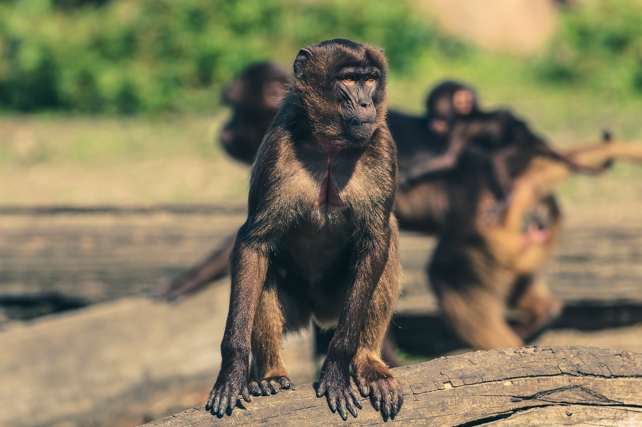 Image - monkey zoo animal world observing