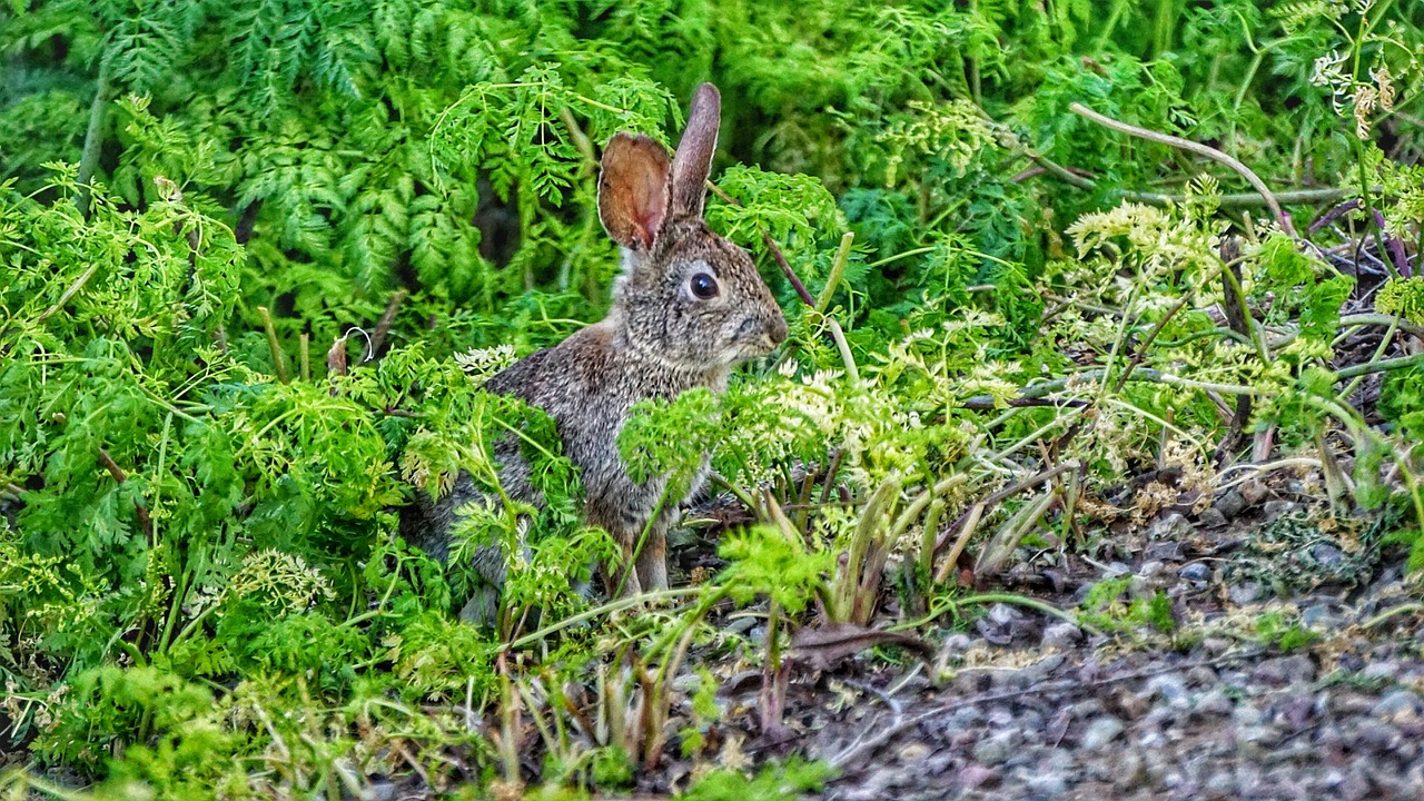 Image - hare rabbit bunny animal wildlife