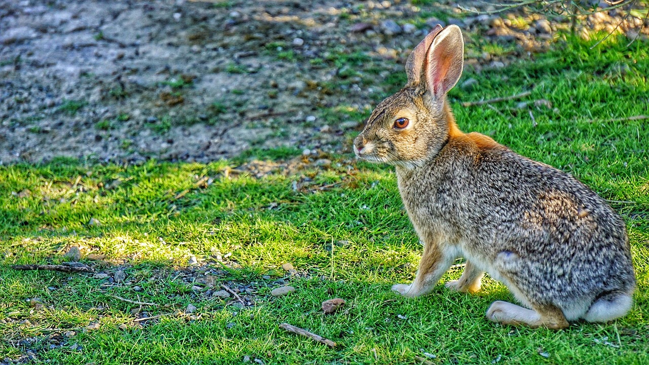 Image - hare rabbit bunny animal wildlife