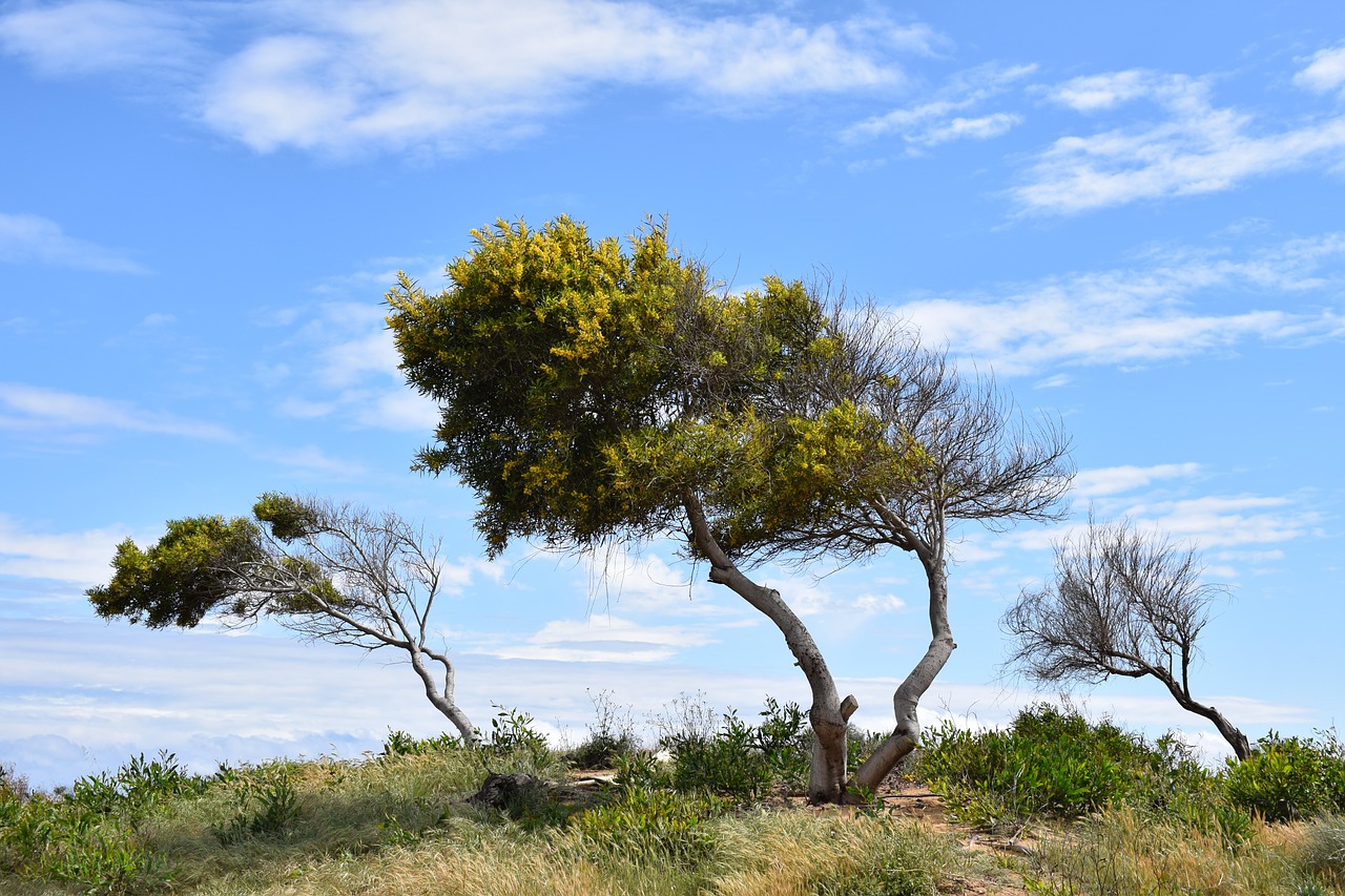 Image - trees dune landscape nature sky