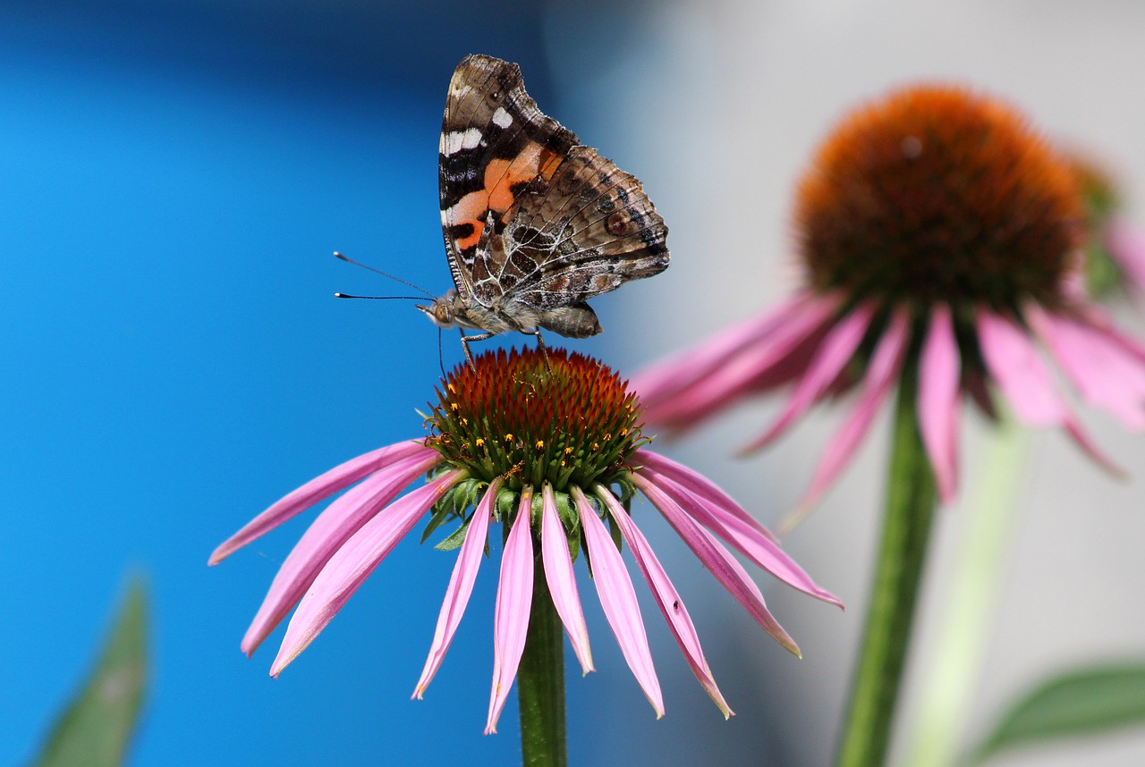 Image - butterfly echinacea flower