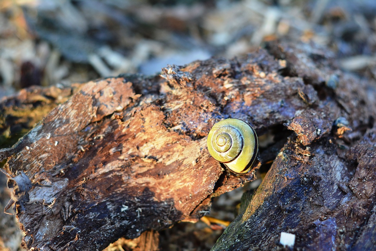 Image - snail seashell the bark crawl