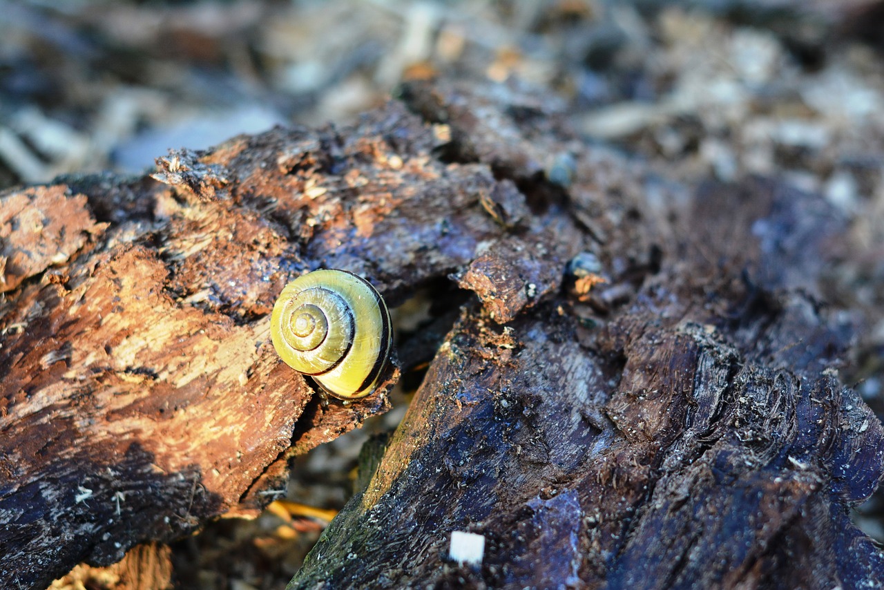 Image - snail seashell the bark crawl