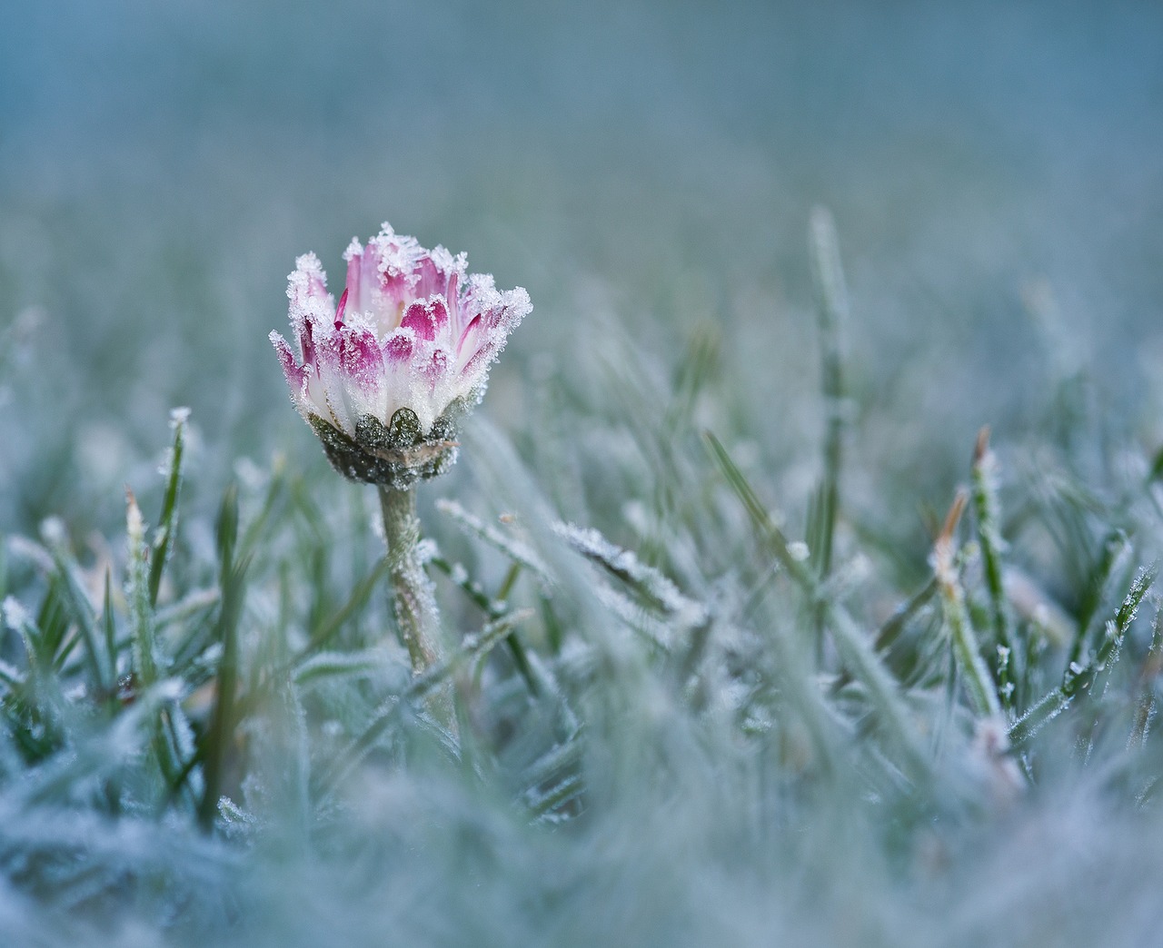Image - daisy frost cold ice eiskristalle