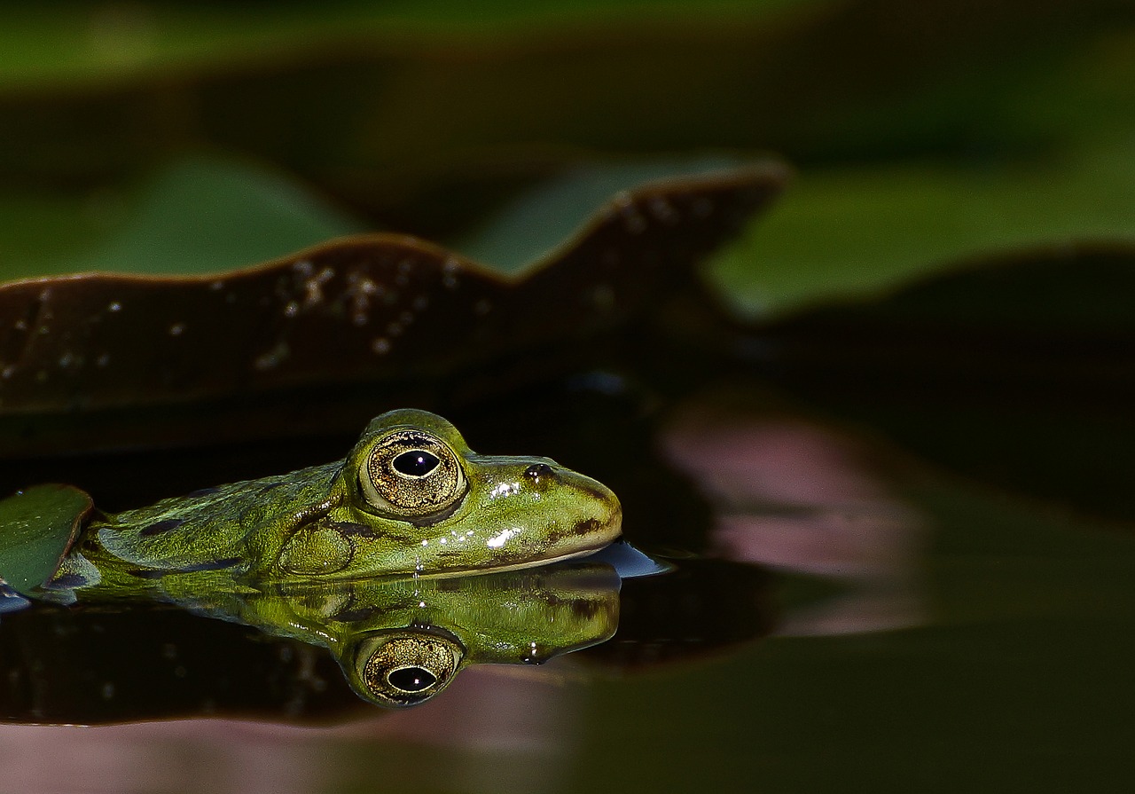 Image - frog pond garden pond water lily