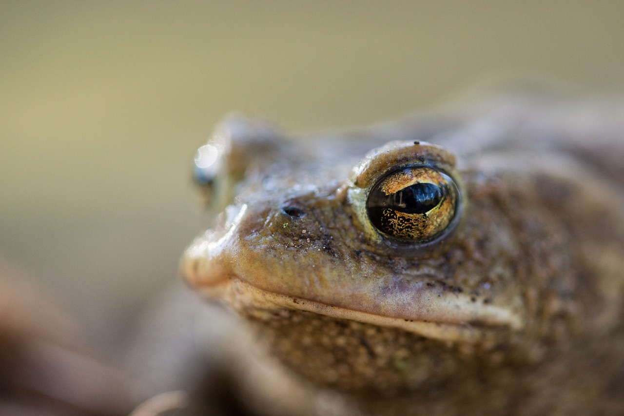 Image - frog toad nature amphibians