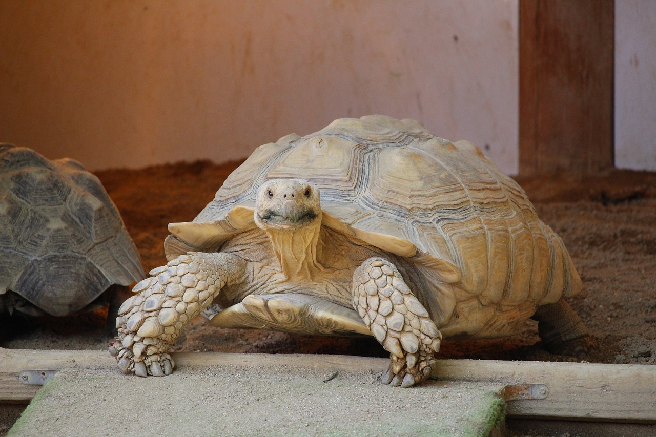 Image - animal turtle zoo