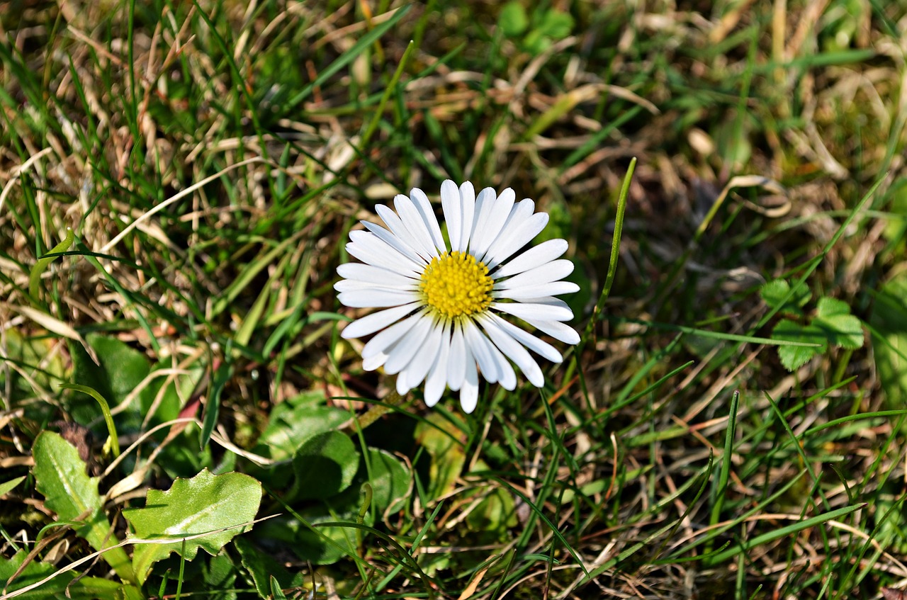 Image - flower daisy green nature grass