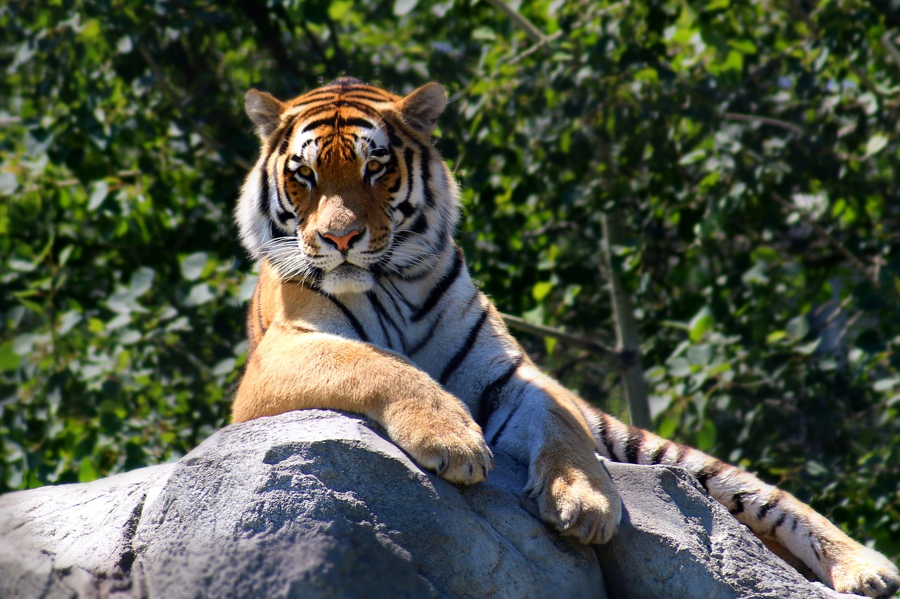 Image - tiger animal wildlife nature cat
