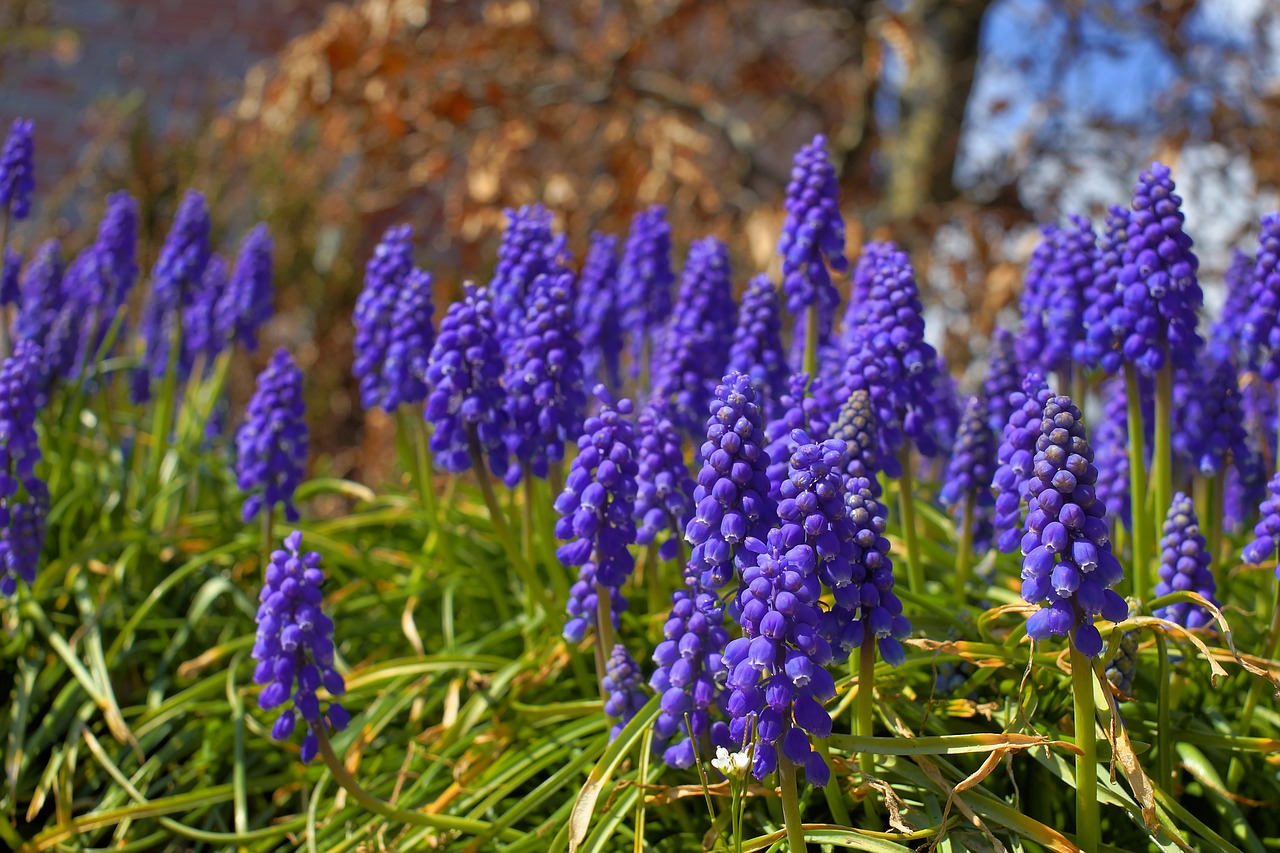 Image - hyacinth flowers blue nature plant