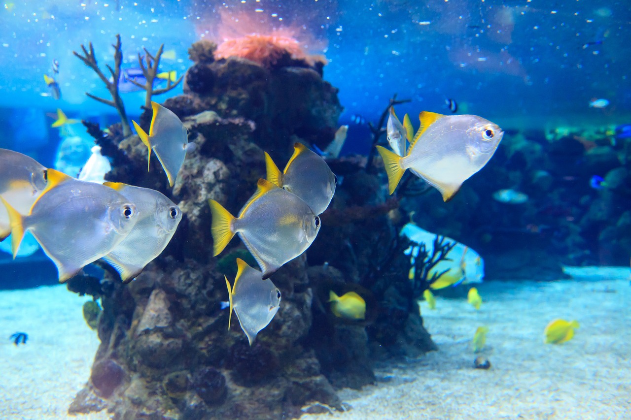 Image - animal animals aquarium blue coral
