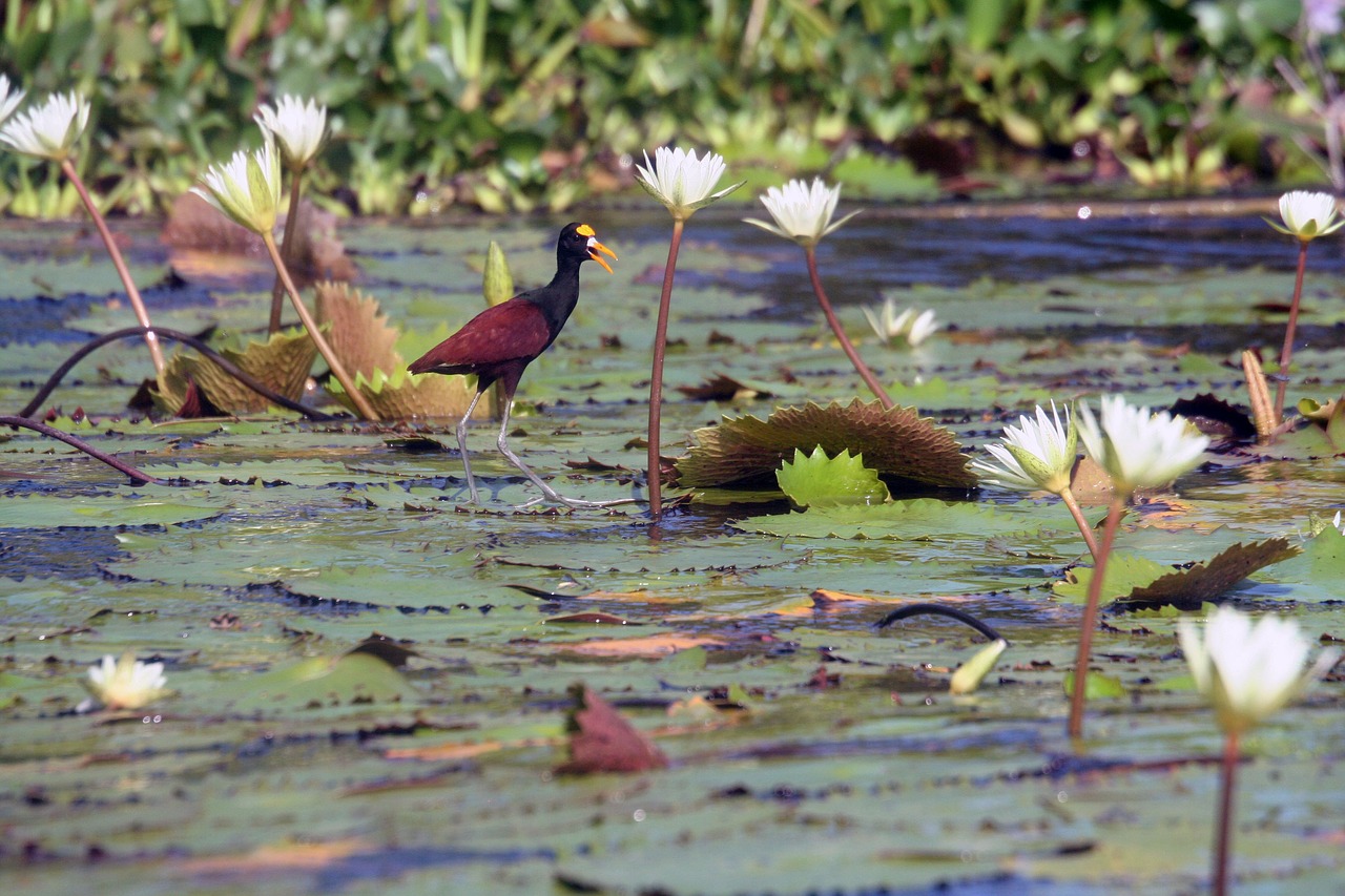 Image - bird lily pads wildlife nature