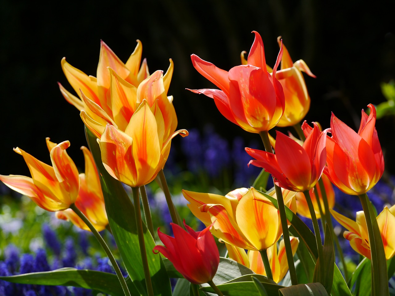 Image - tulips spring bed red orange