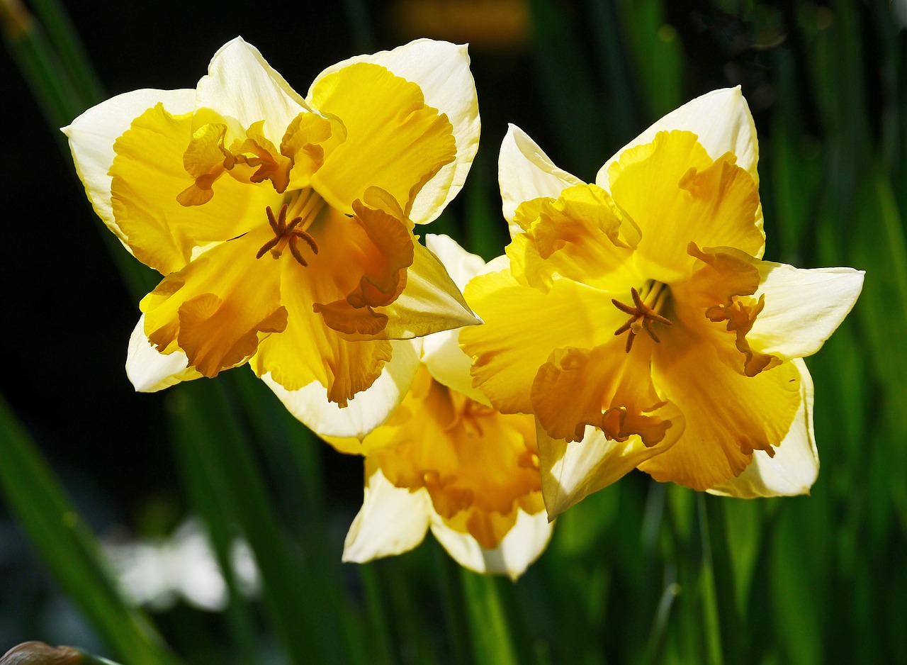 Image - daffodils osterglocken filled