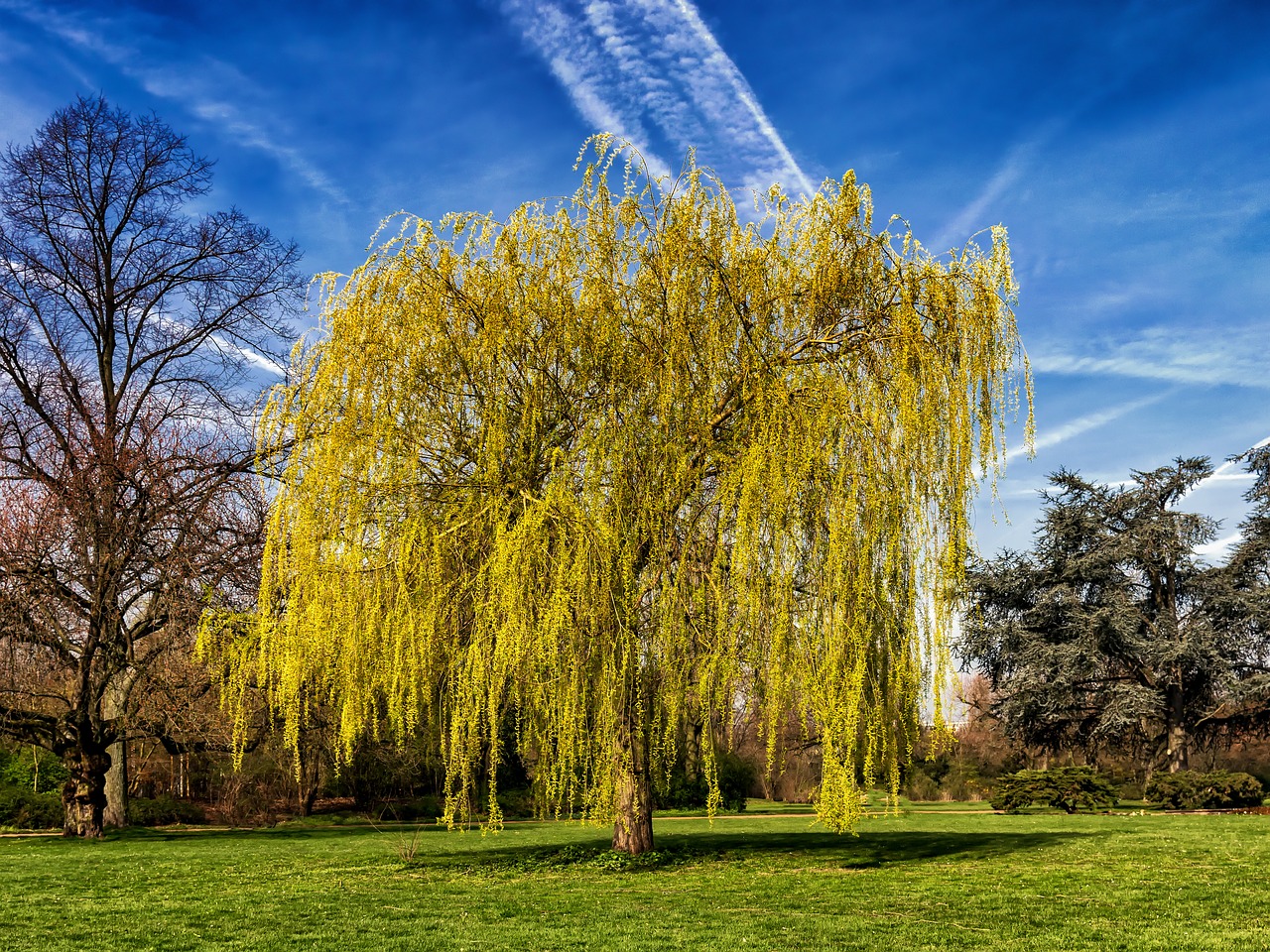 Image - tree pasture nature meadow spring