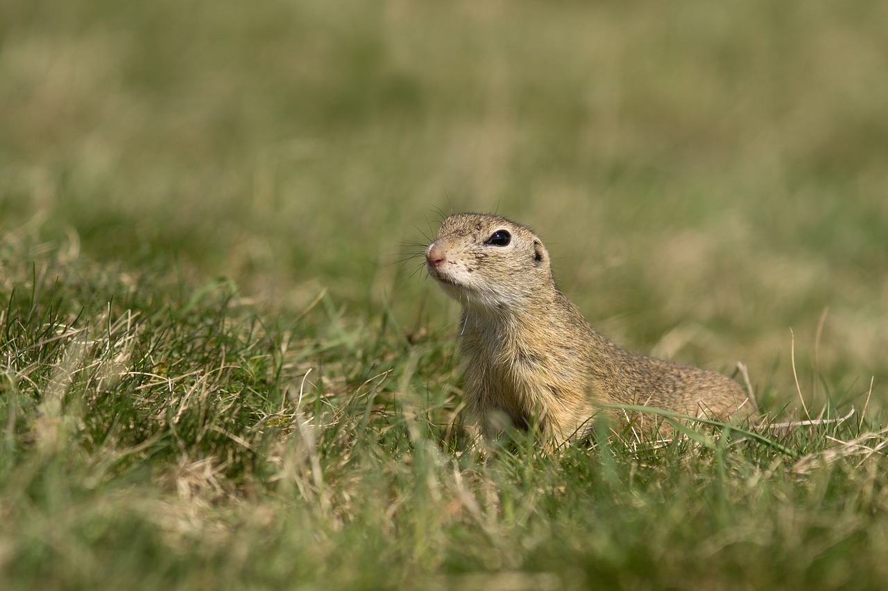 Image - gopher nature animal hair meadow