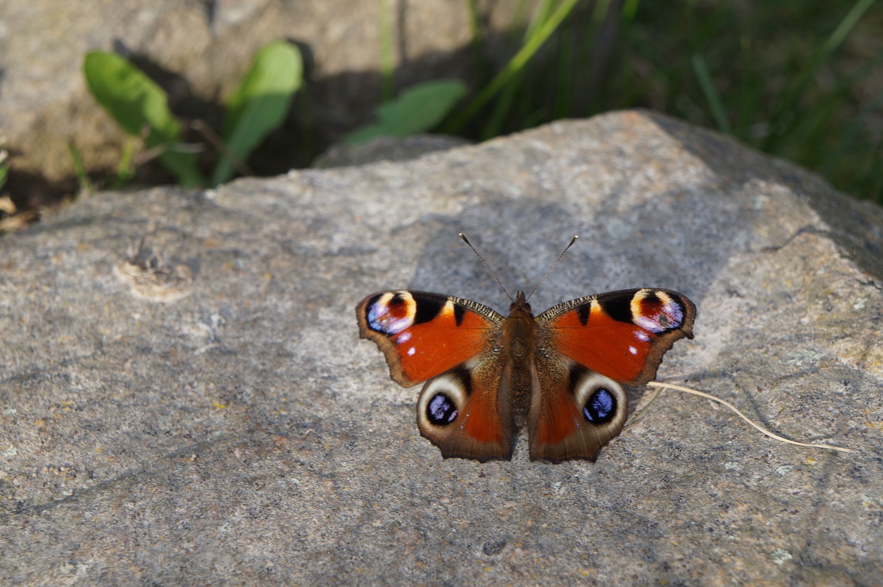 Image - butterfly peacock spring nature