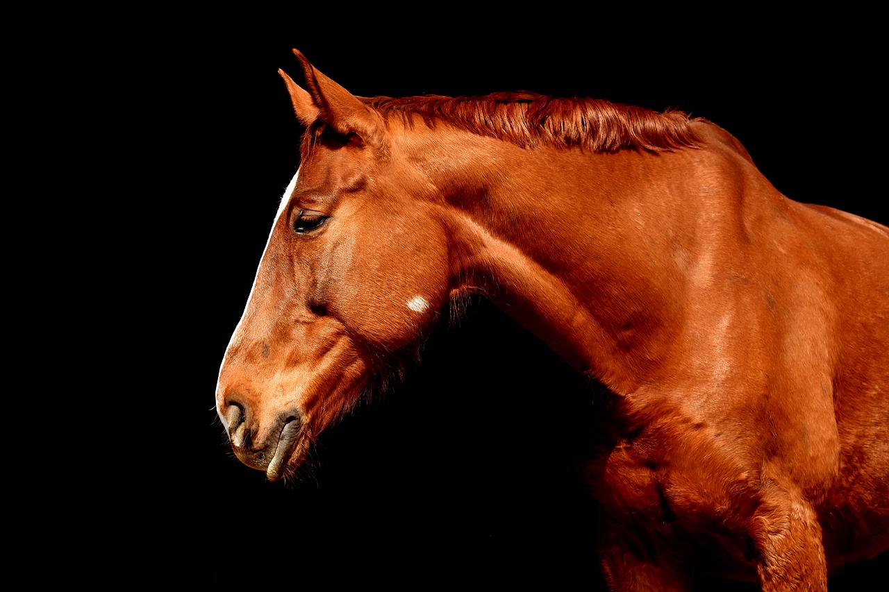 Image - horse brown portrait beautiful