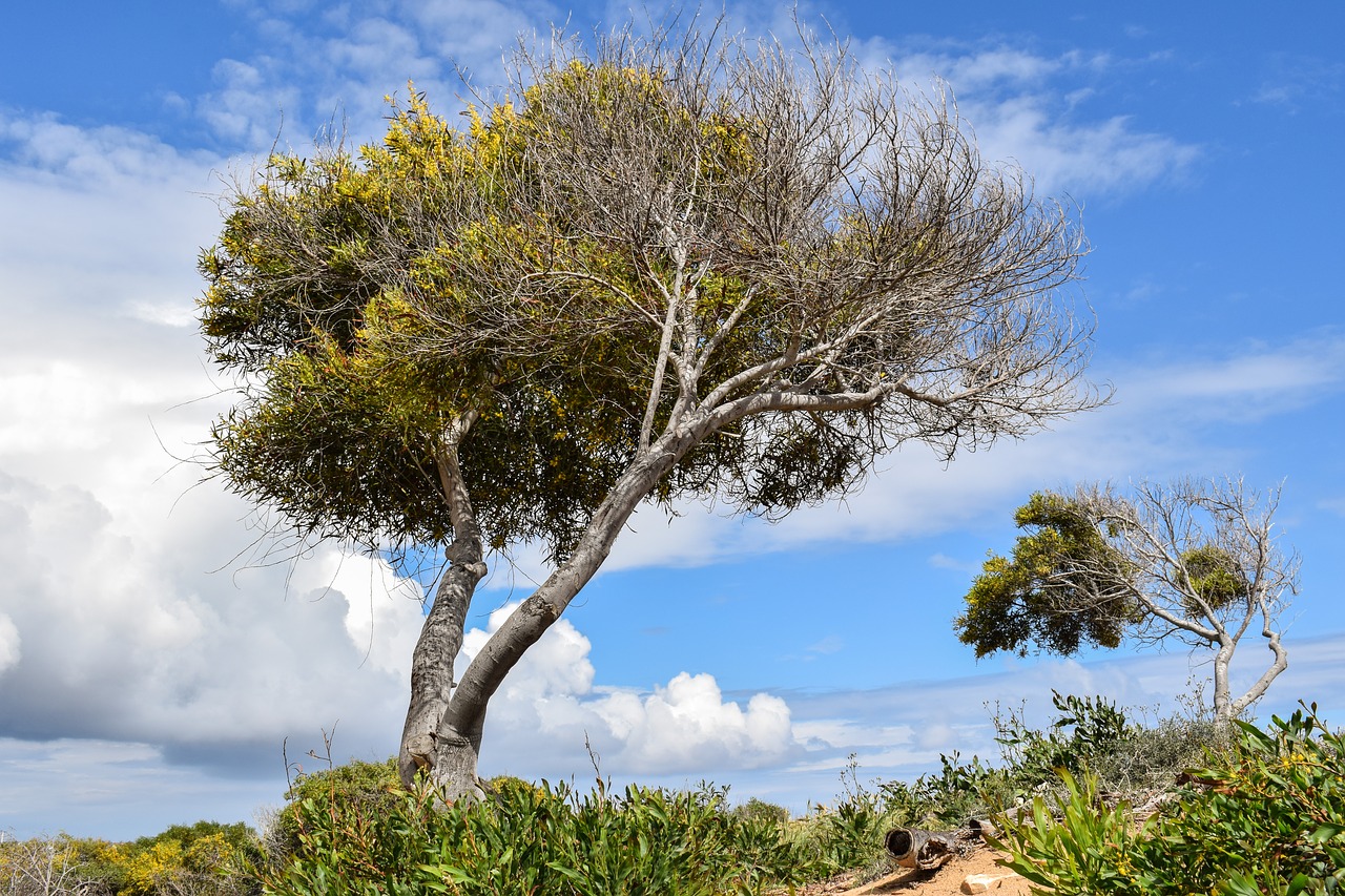 Image - trees dune landscape nature sky