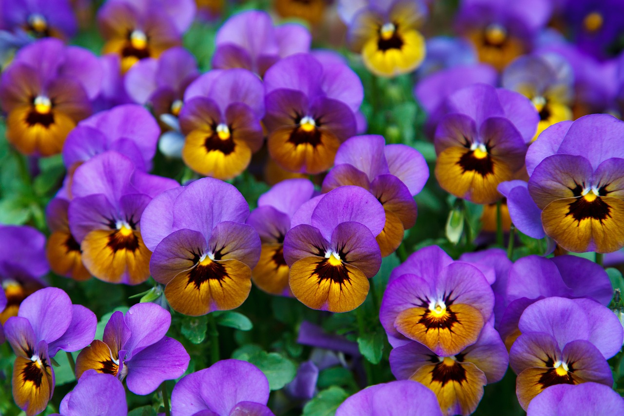 Image - pansy background bloom blossom