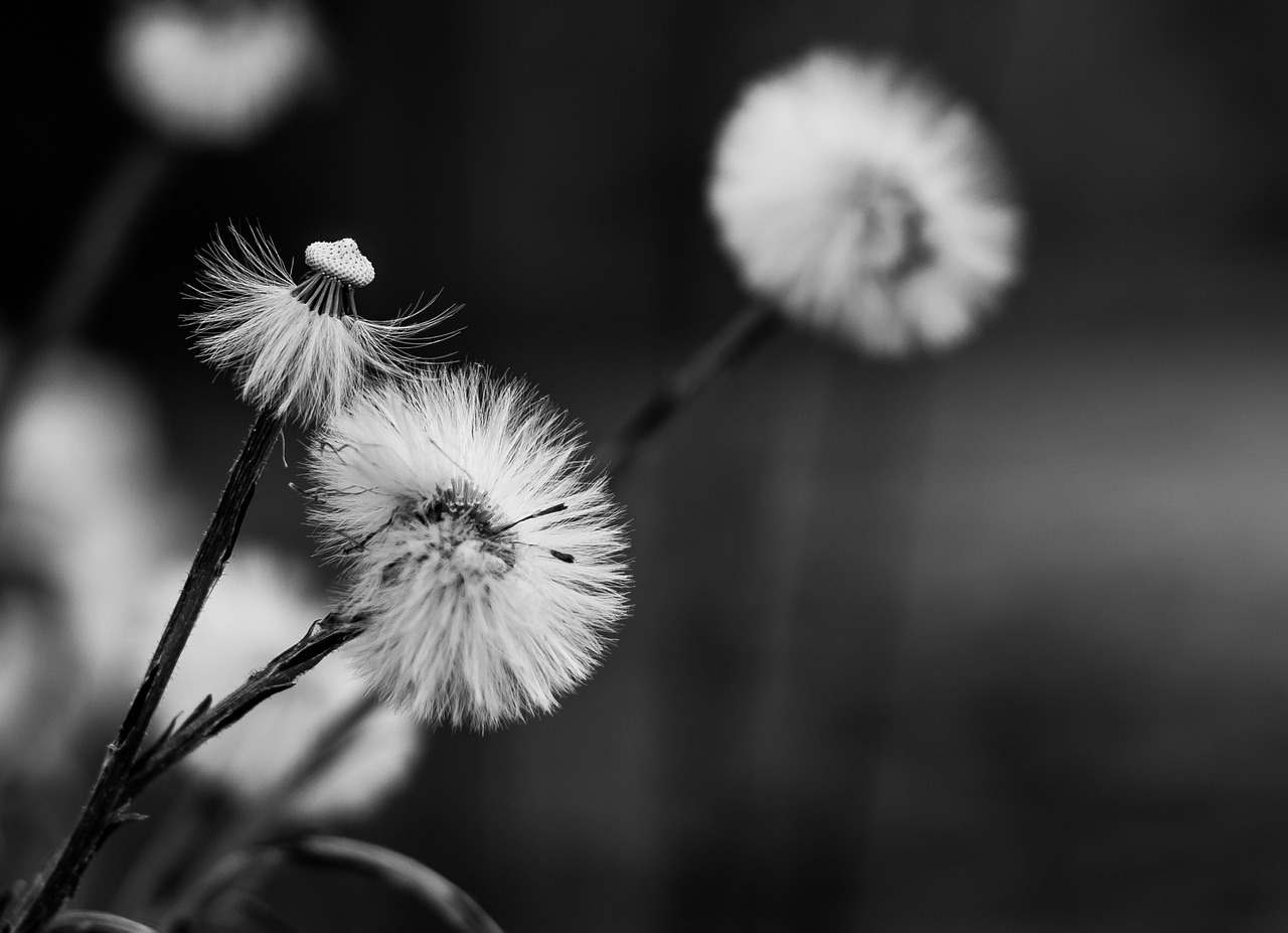 Image - dandelion flowers seeds nature