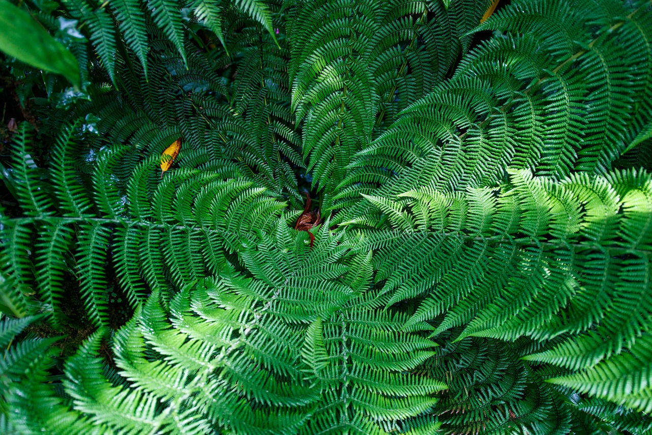 Image - fern leaves green evergreen nature