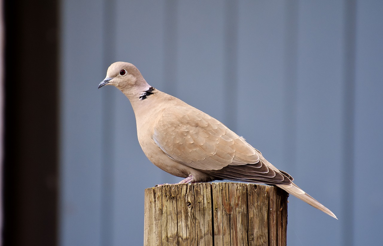 Image - collared bird plumage dove nature