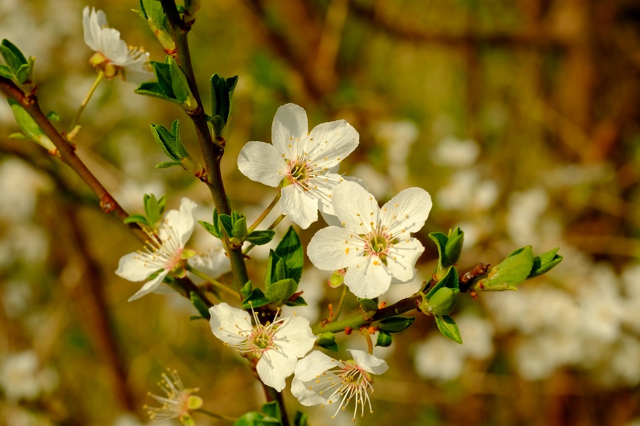 Image - blossom bloom spring nature close