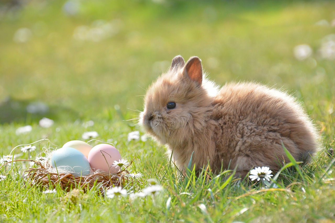 Image - easter easter bunny egg easter eggs