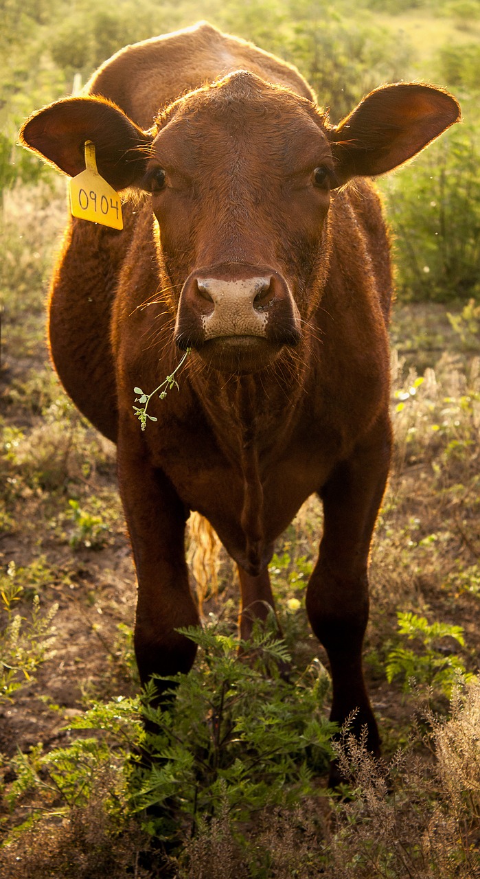 Image - cow tag tagged farm cattle